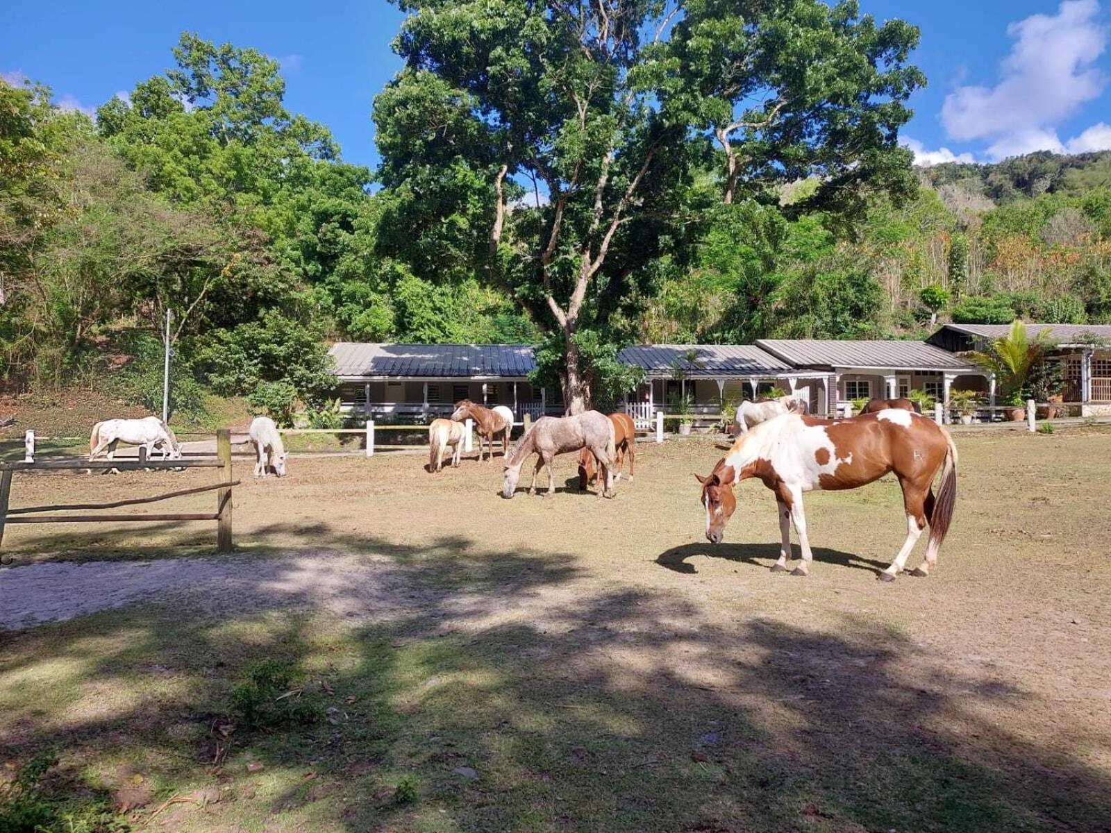 Ranch Black Horse Villa Les Trois-Ilets Esterno foto